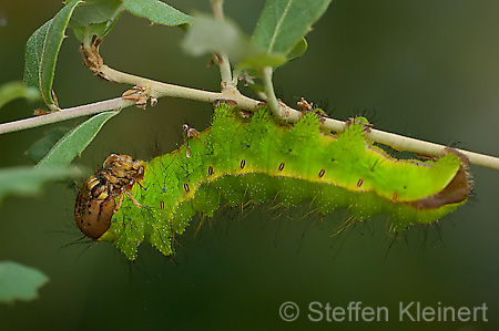 279 Eichen-Seidenspinner-Raupe - Anthrea pernyi